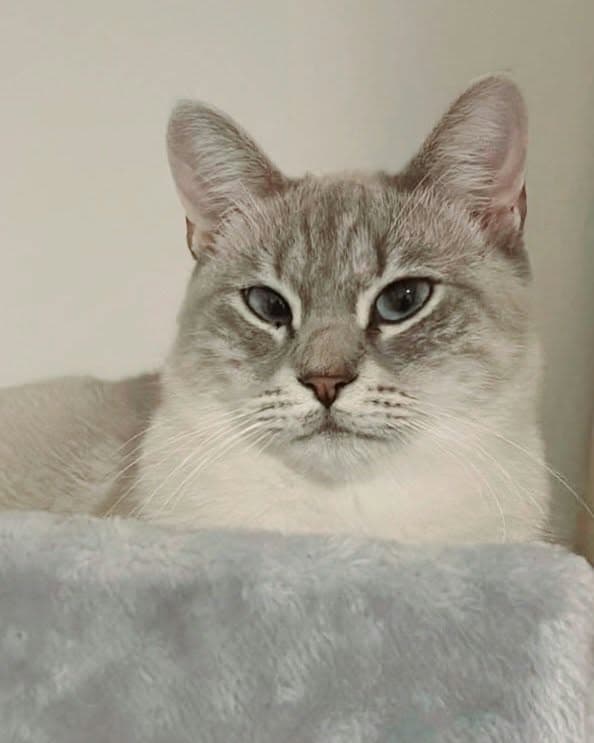 tabby point siam