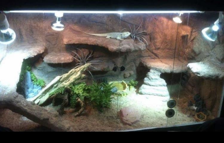 Grosses Terrarium
