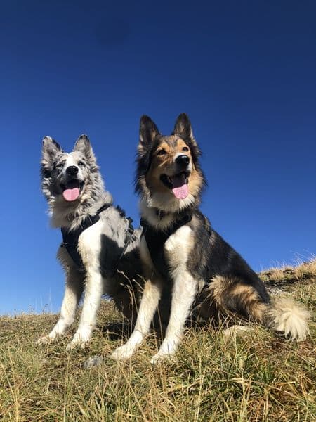 Deckrüde Border Collie