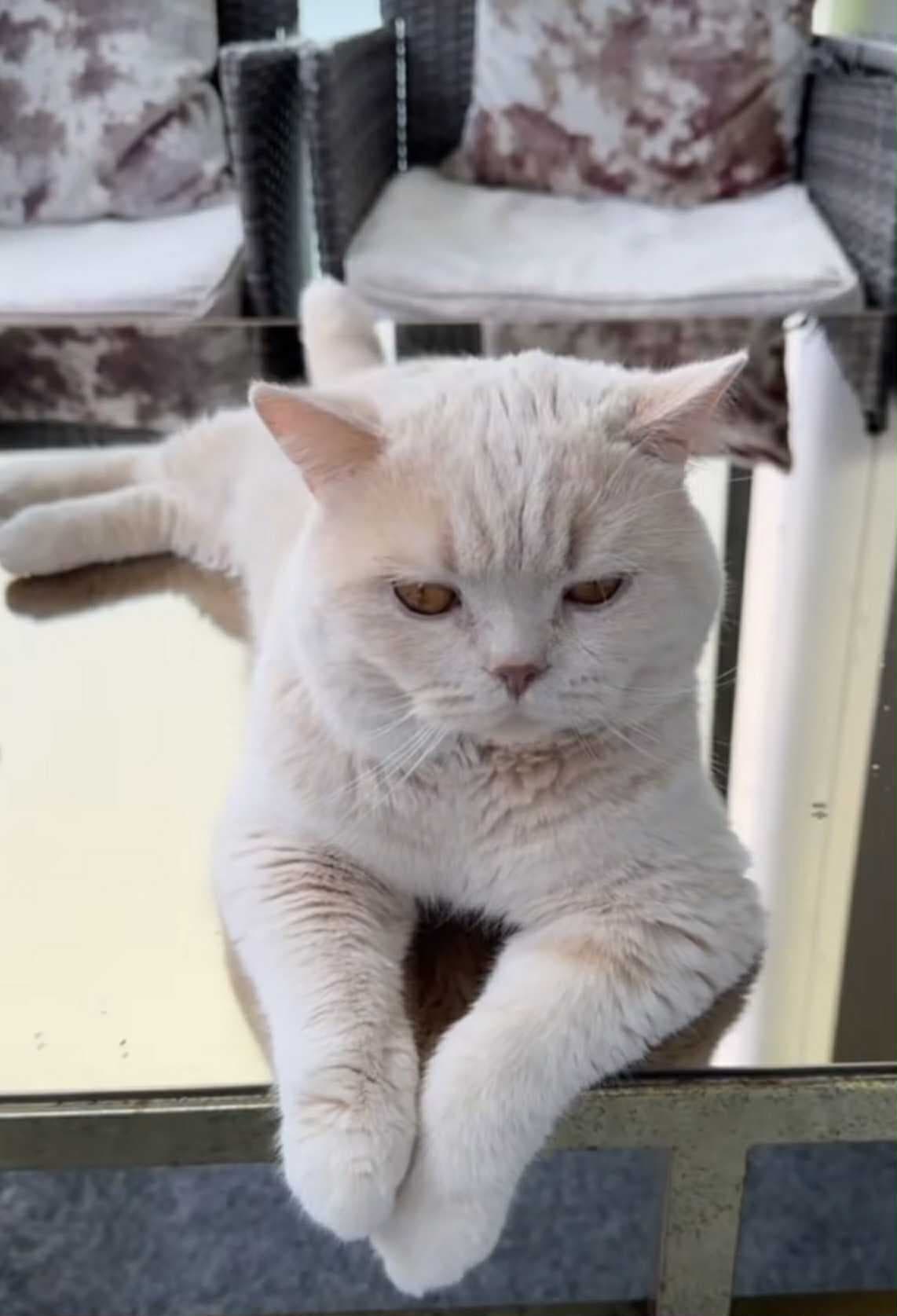 BKH Deckkater creme