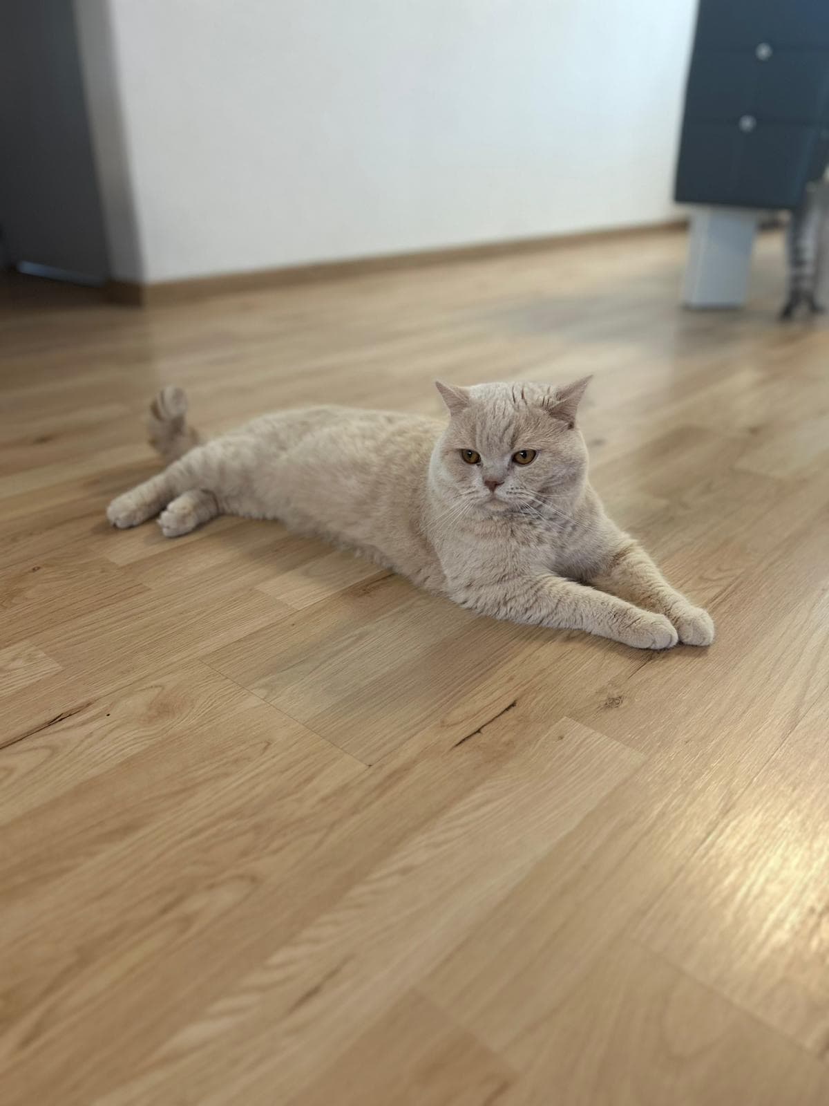 BKH Deckkater creme