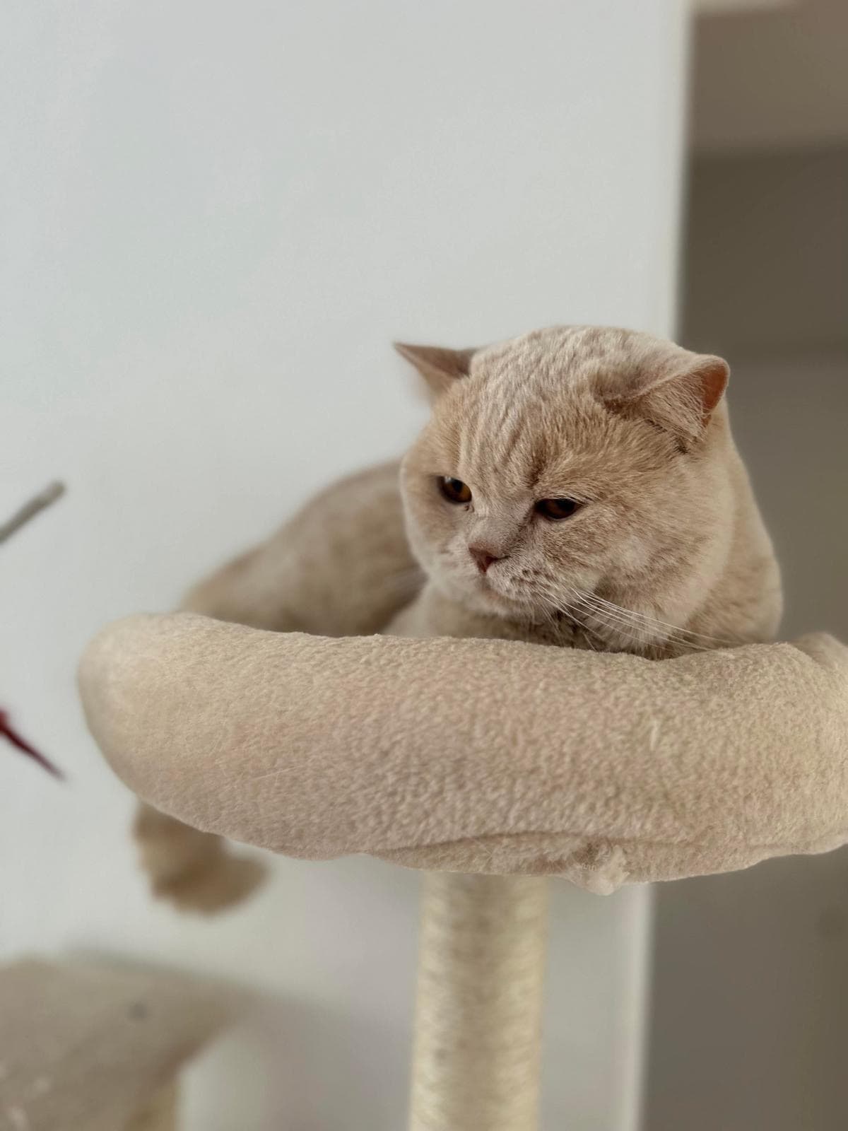 BKH Deckkater creme