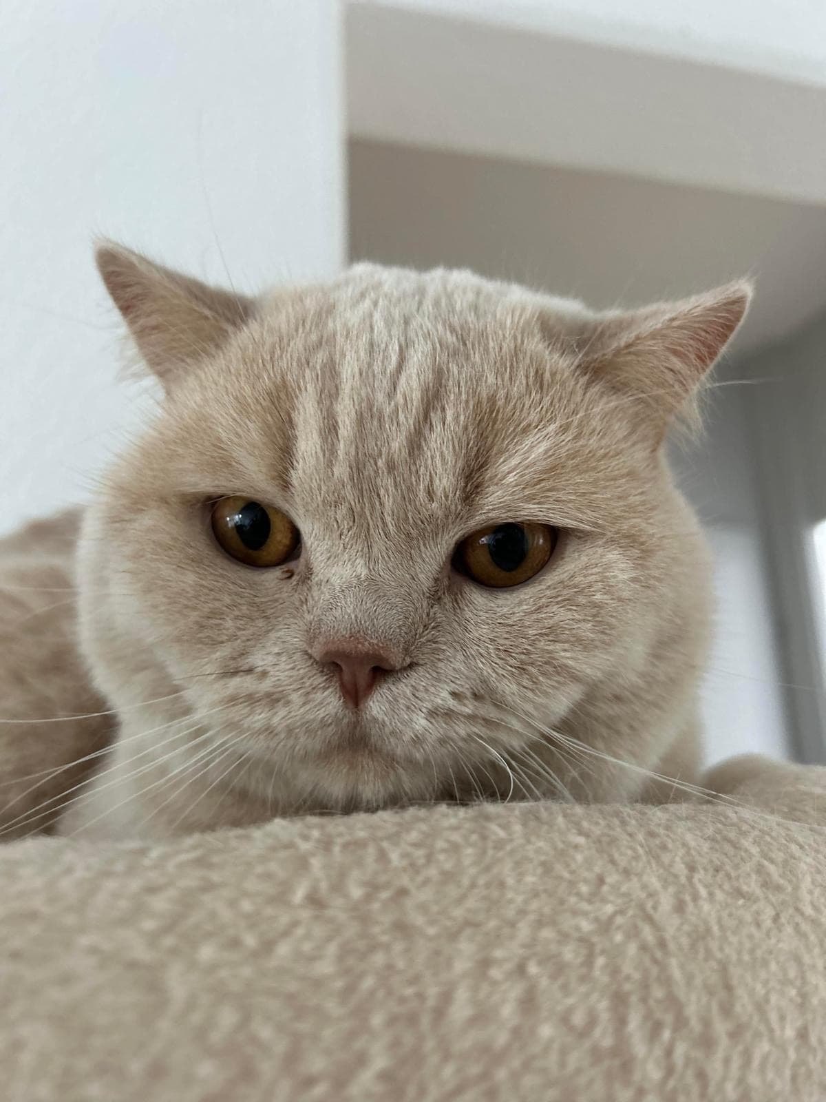BKH Deckkater creme