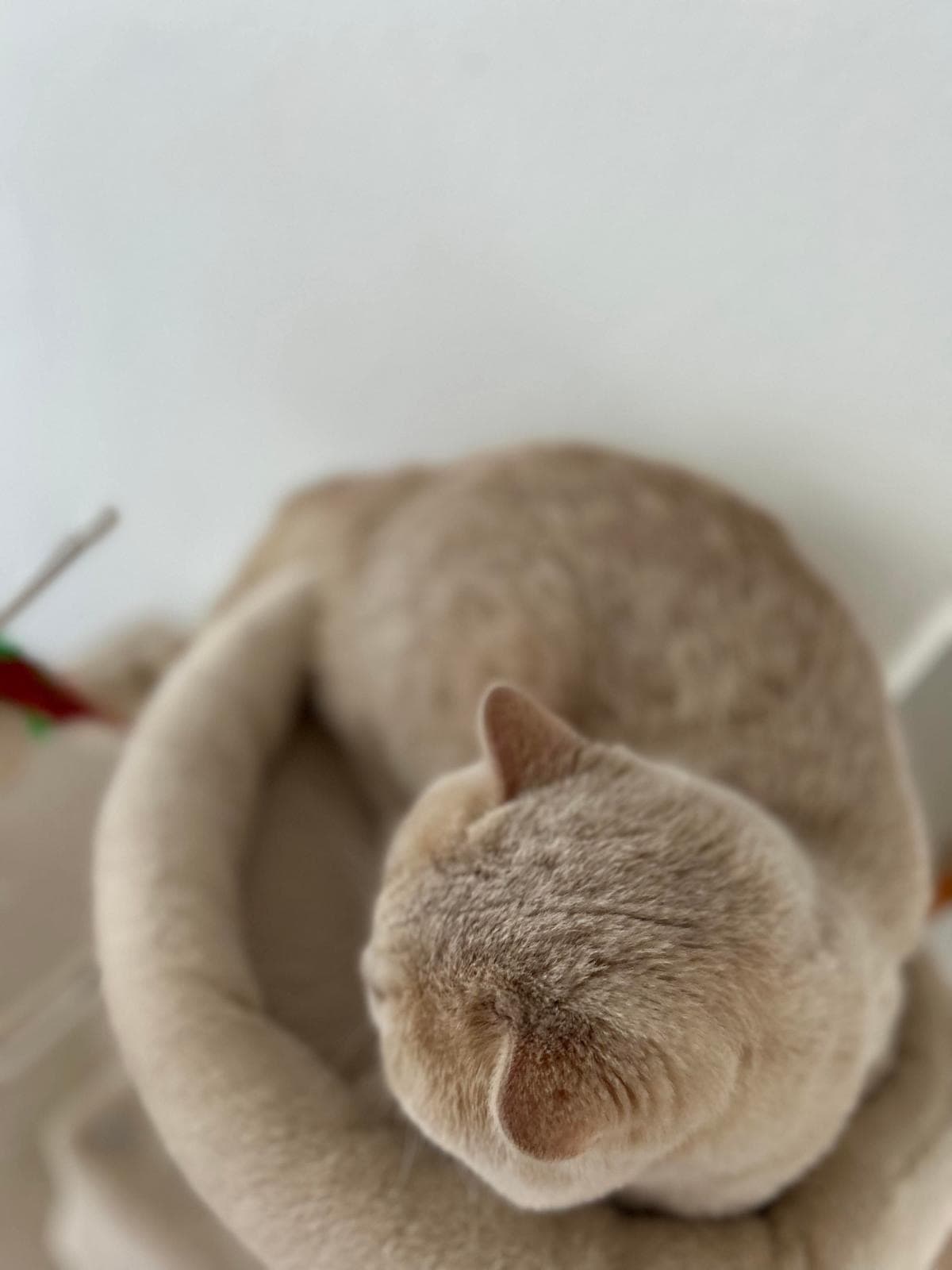 BKH Deckkater creme