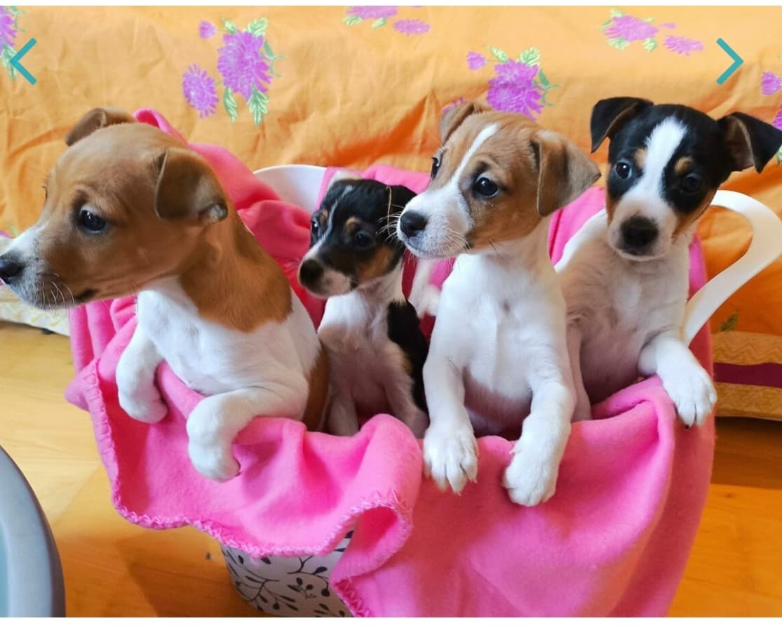 Wunderschöne reinrassige Jack Russel Welpen