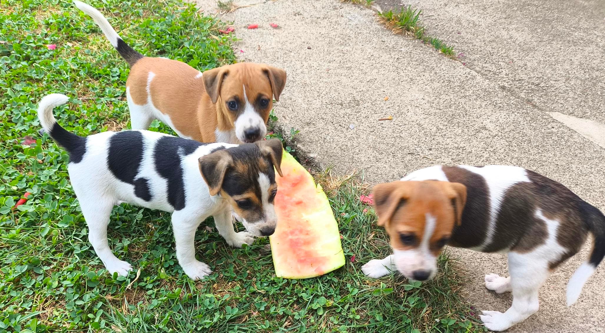 Wunderschöne reinrassige Jack Russel Welpen