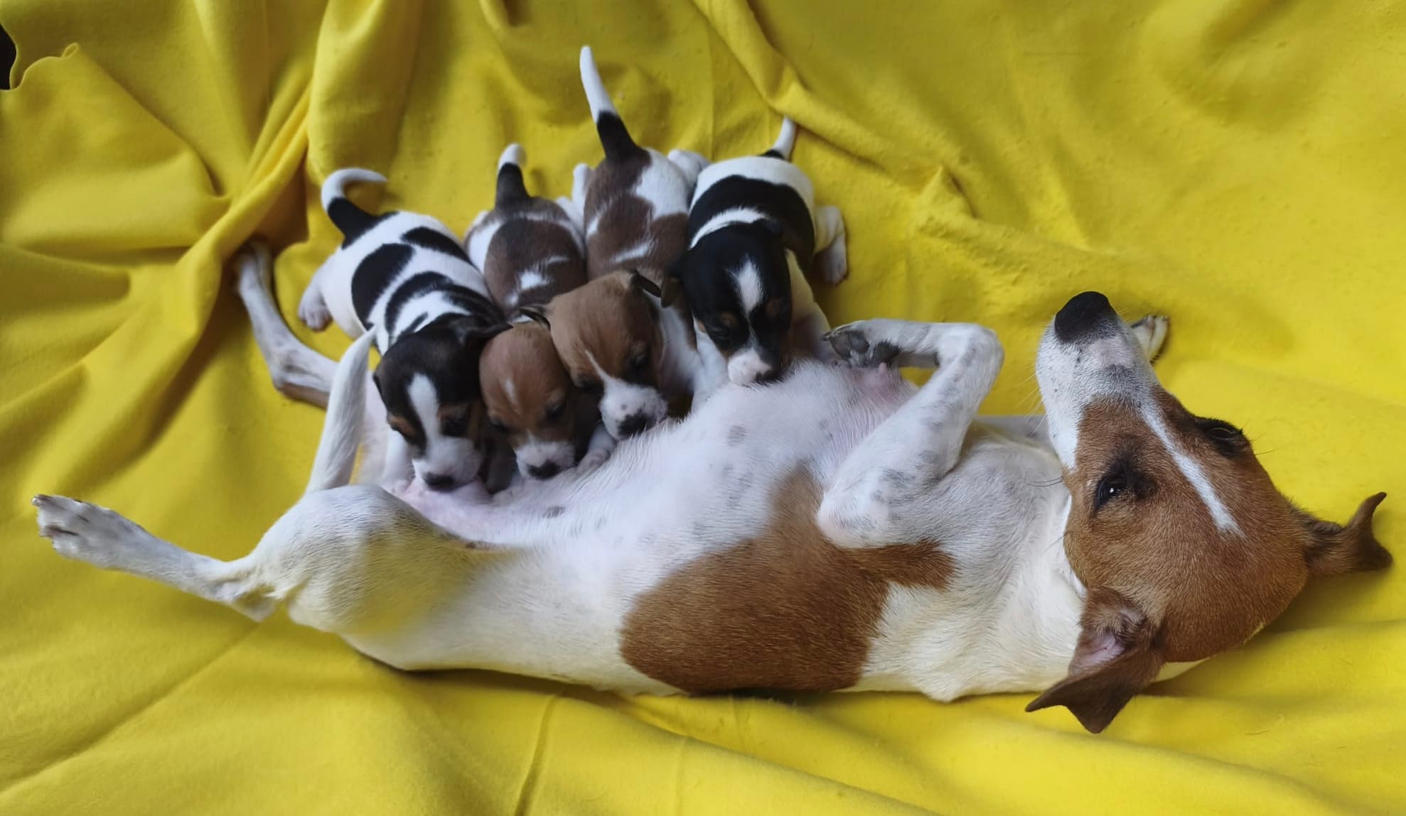 Wunderschöne reinrassige Jack Russel Welpen