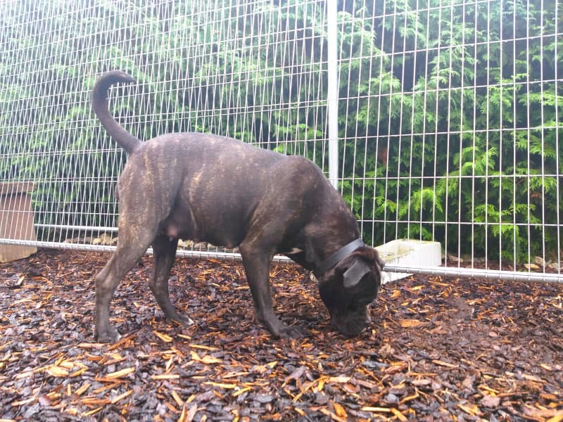 Gesunde Cane Corso Welpen reinrassig jetzt abgabebereit