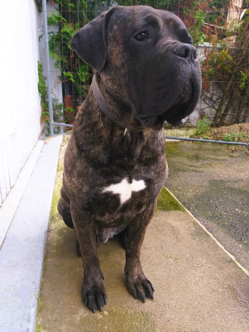 Gesunde Cane Corso Welpen reinrassig jetzt abgabebereit