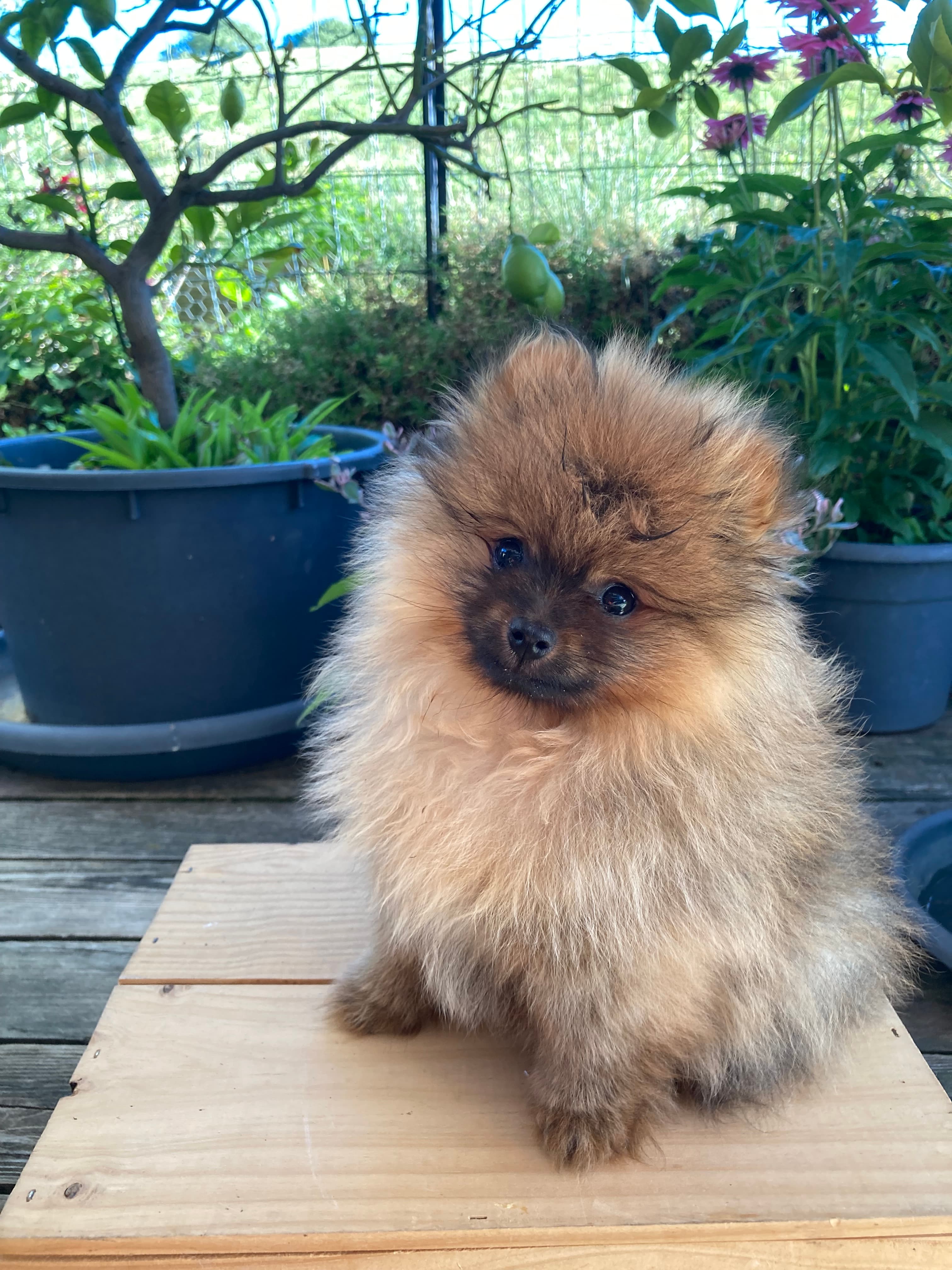 Allerliebste Pomeranian/ Zwergspitzwelpen