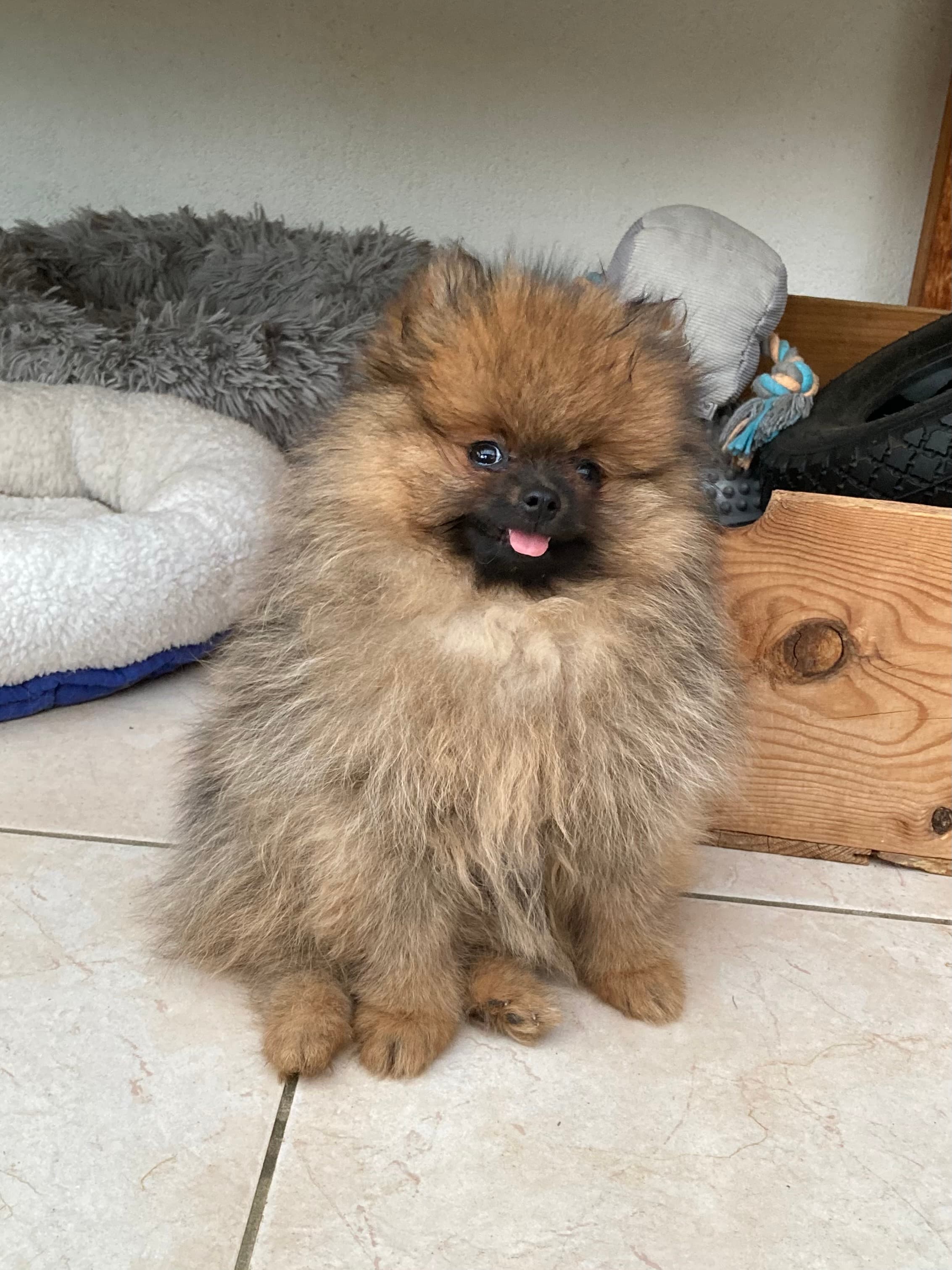 Allerliebste Pomeranian/ Zwergspitzwelpen