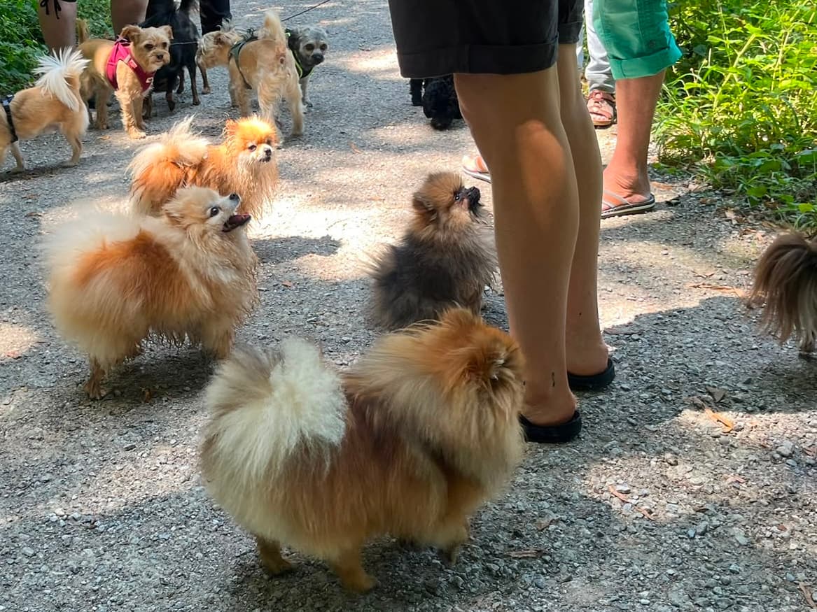 Allerliebste Pomeranian/ Zwergspitzwelpen