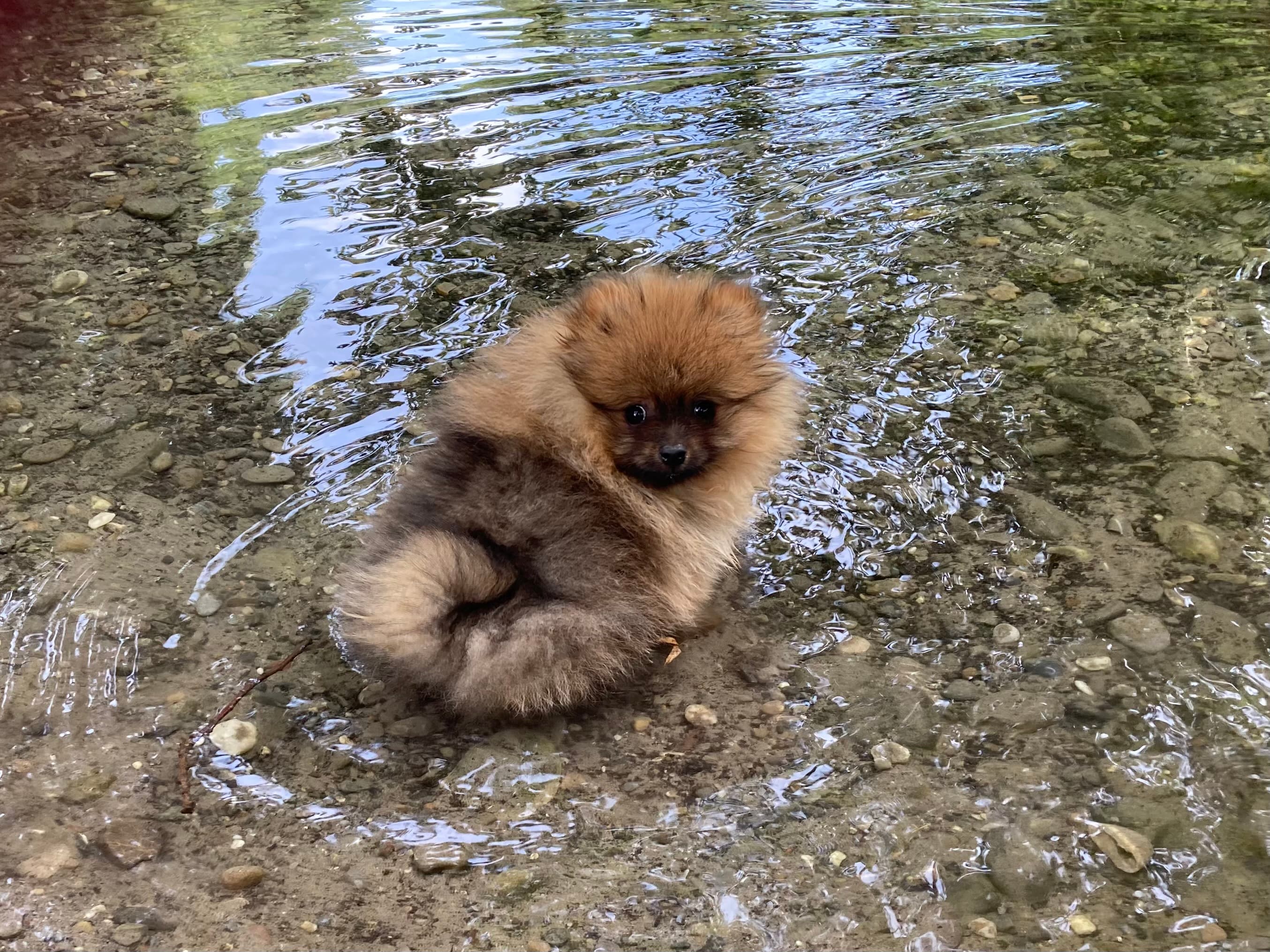 Allerliebste Pomeranian/ Zwergspitzwelpen