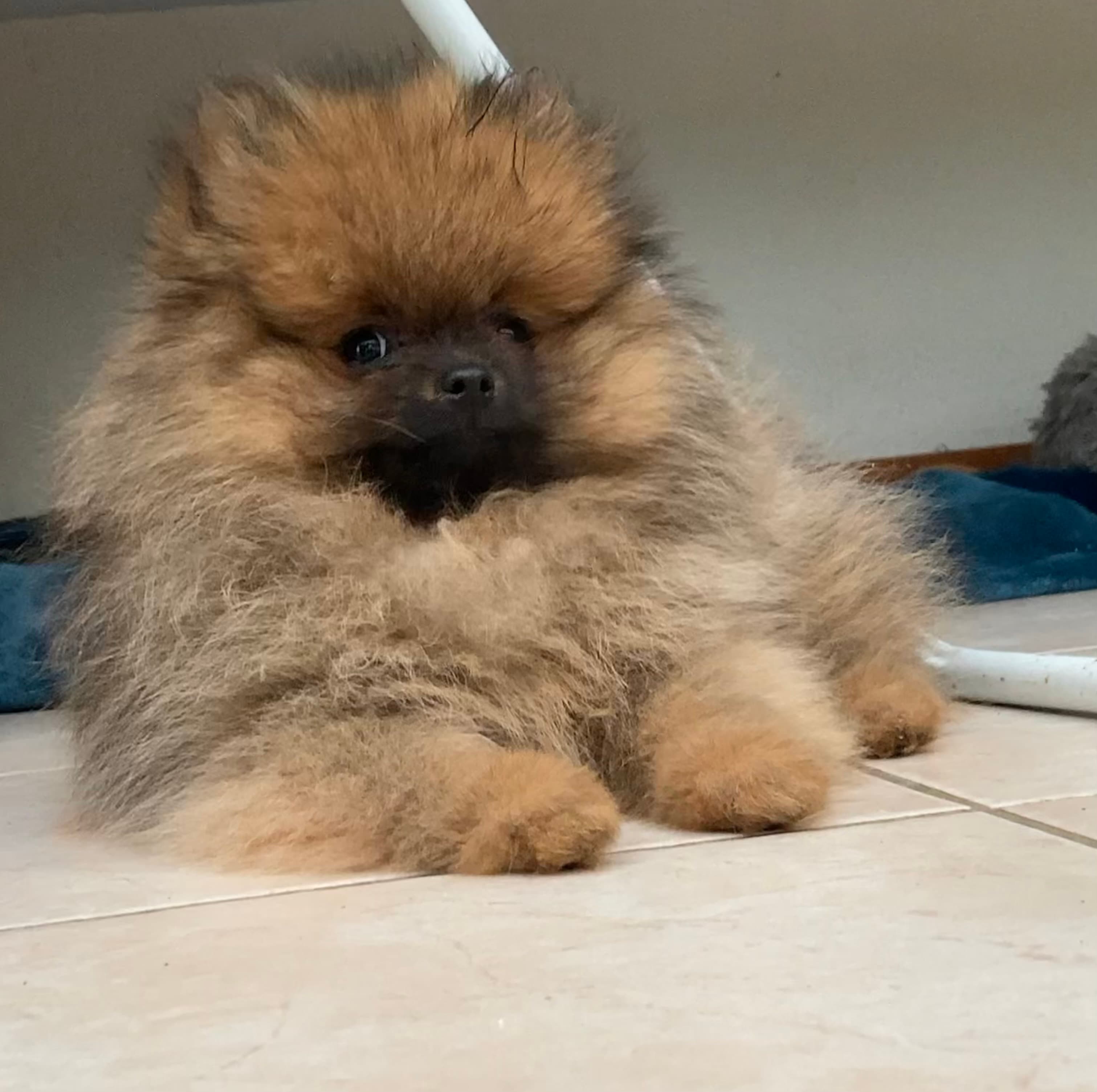 Allerliebste Pomeranian/ Zwergspitzwelpen