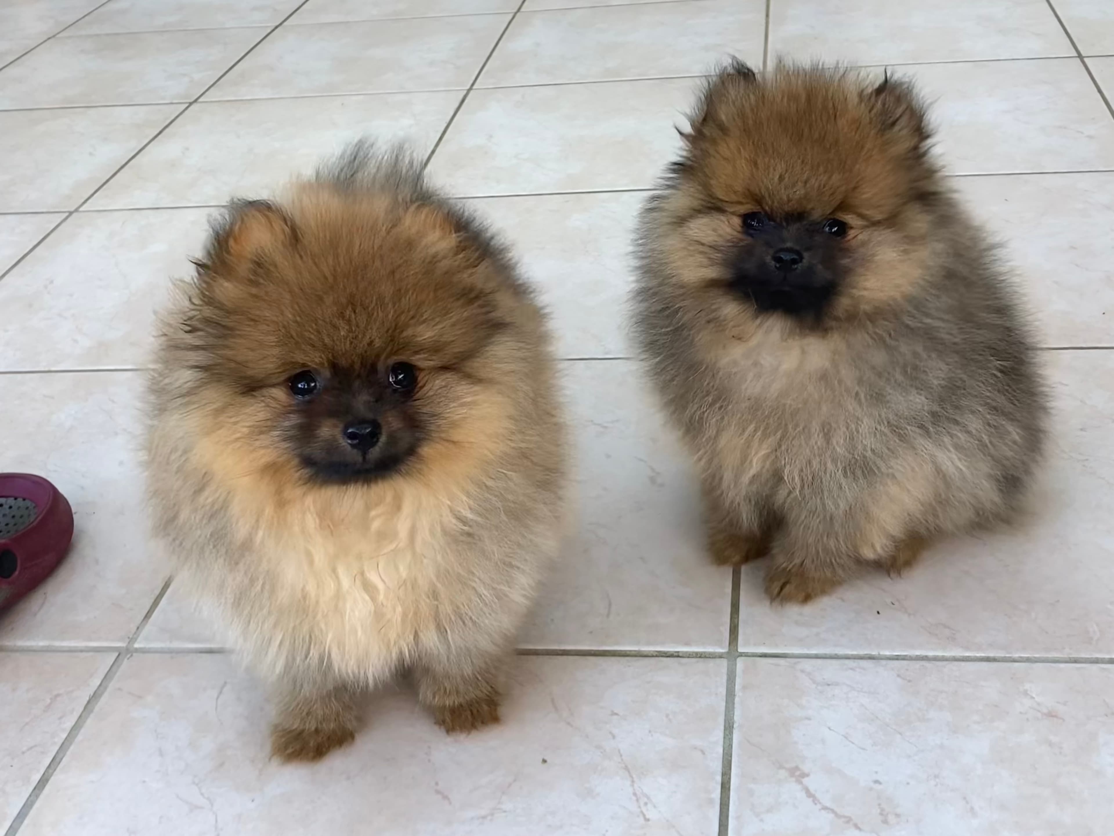 Allerliebste Pomeranian/ Zwergspitzwelpen