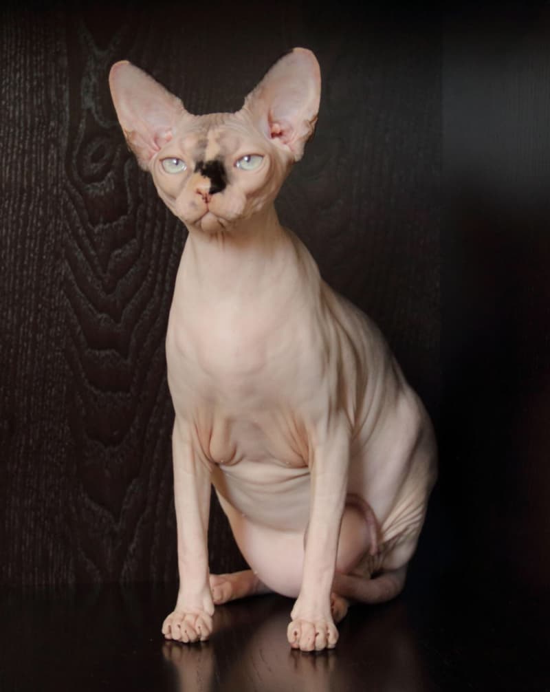 Canadien Sphynx Kater und Katze mit blaue Augen
