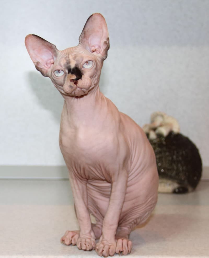 Canadien Sphynx Kater und Katze mit blaue Augen