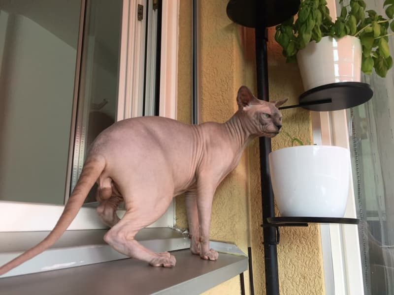 Canadien Sphynx Kater und Katze mit blaue Augen