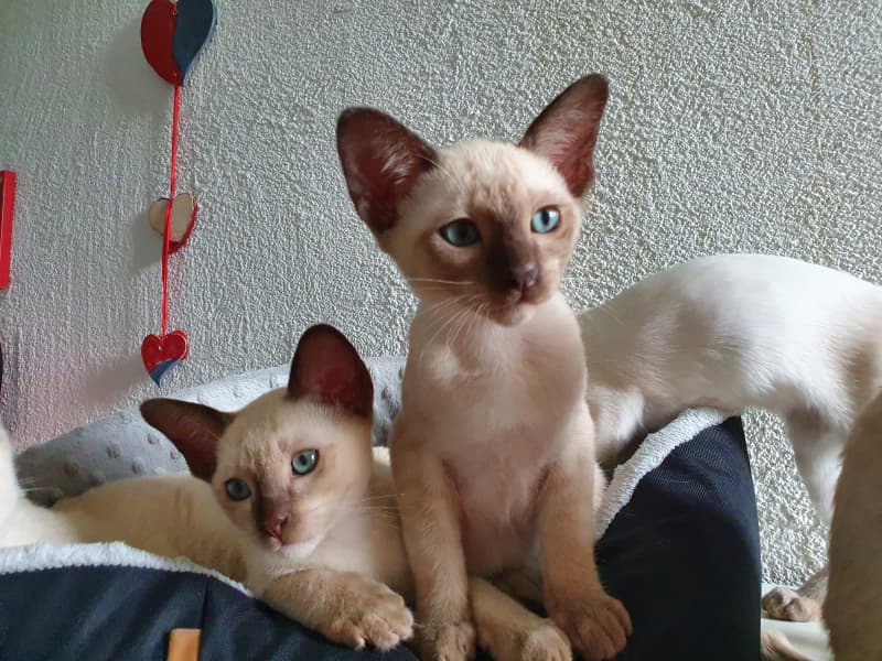 Tonkanesen Kitten mit Stammbaum