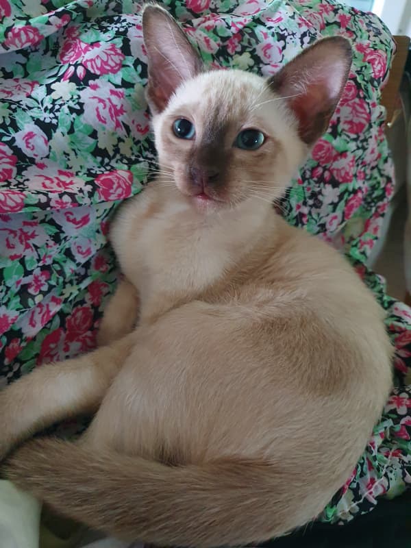 Tonkanesen Kitten mit Stammbaum