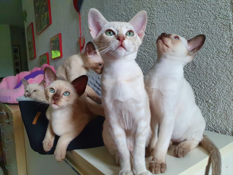 Tonkanesen Kitten mit Stammbaum