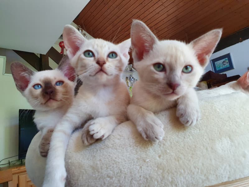 Tonkanesen Kitten mit Stammbaum