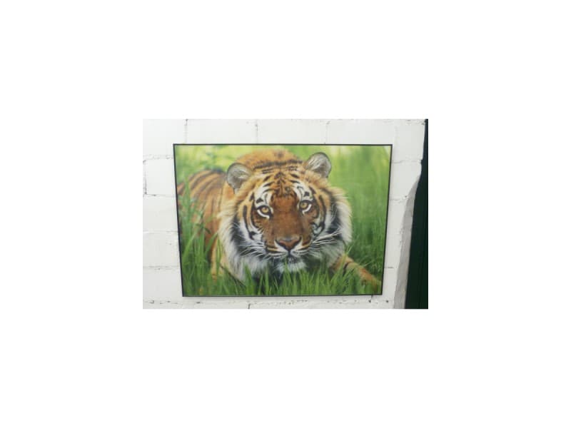 Tiger Bils 13 80x60