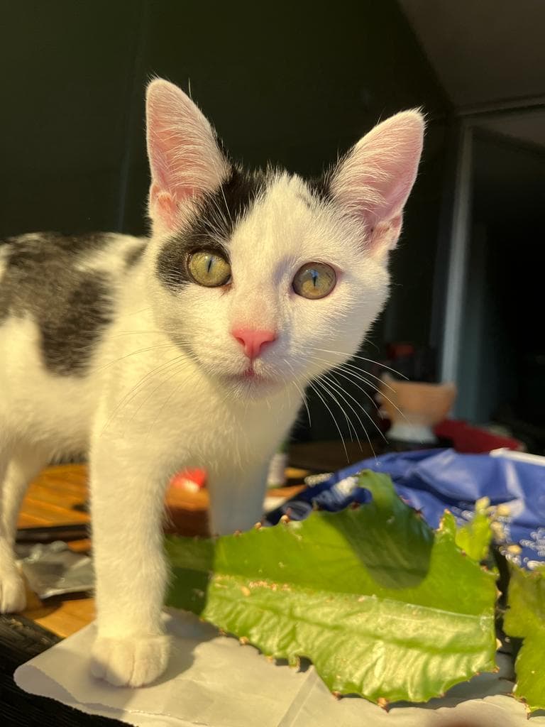 Schwarzweisser Kater abzugeben