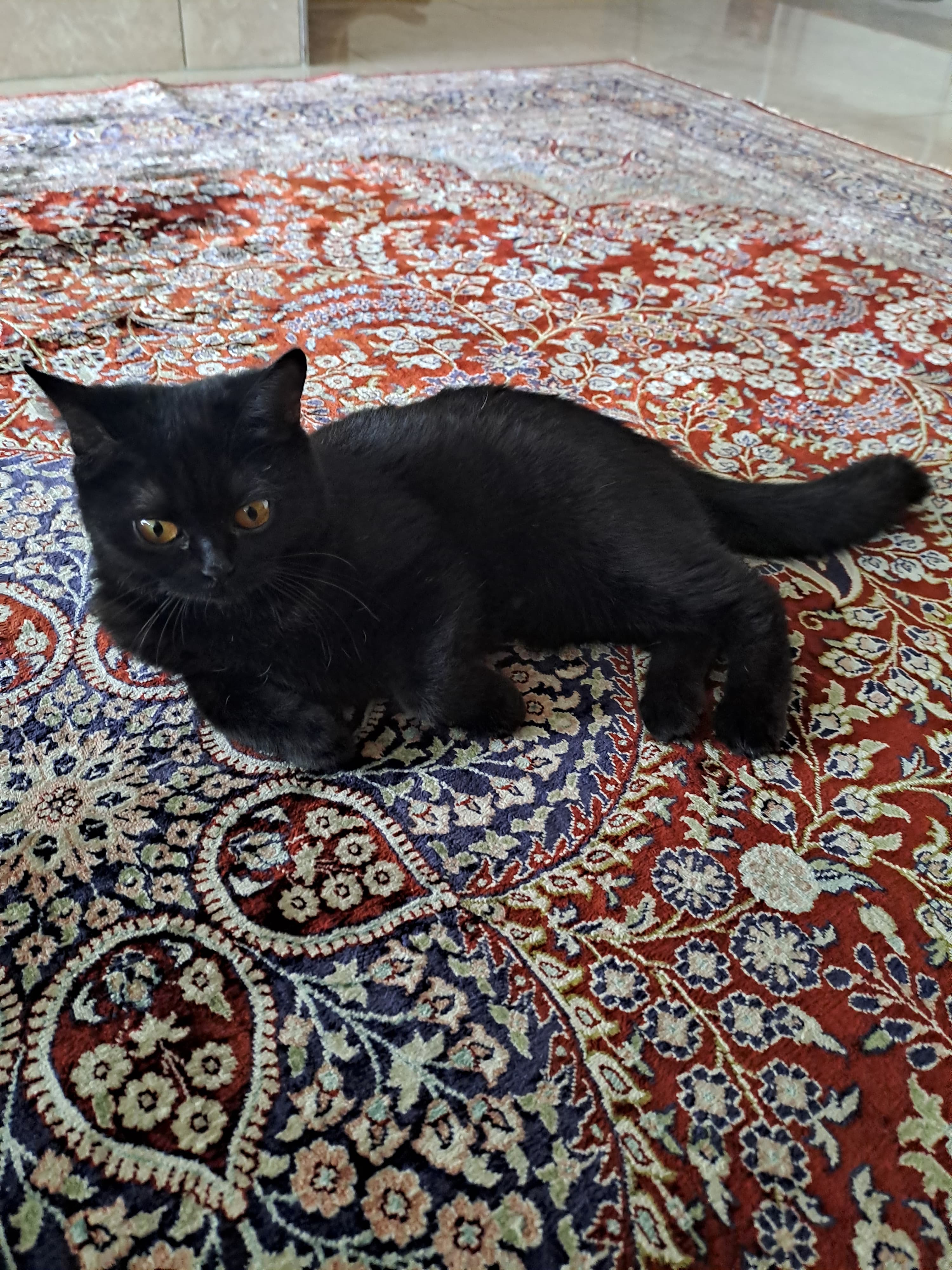 Reinrassiges, kastriertes BKH Kitten Mädchen sucht ein Zushause