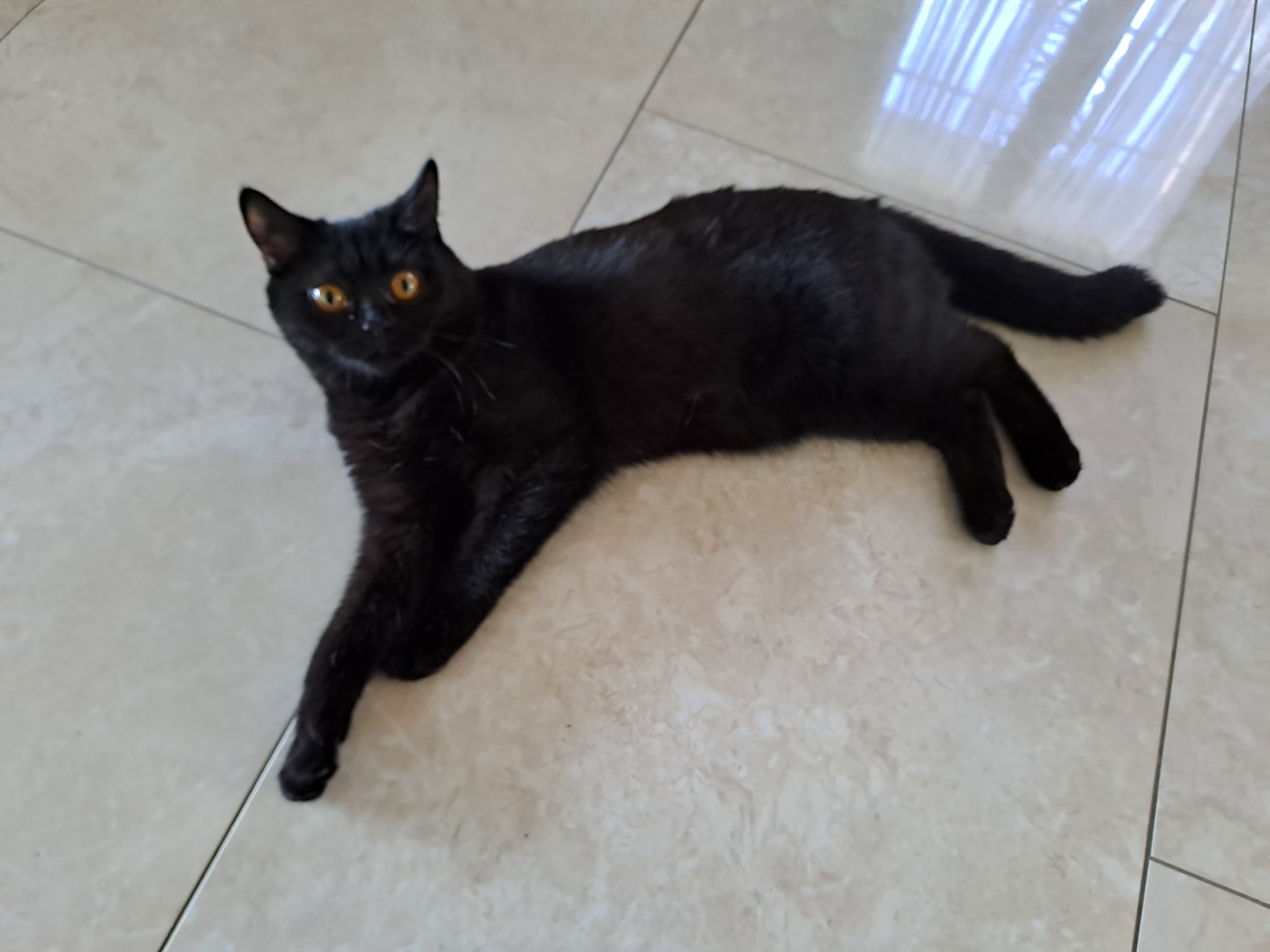 Reinrassiges, kastriertes BKH Kitten Mädchen sucht ein Zushause