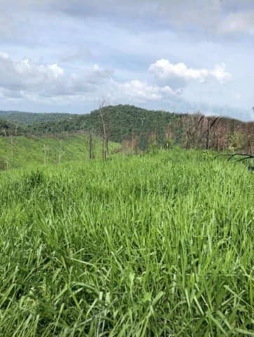 Brasilien 726 Ha Rinderzucht, Fazenda Region Santarem, Para