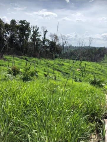 Brasilien 726 Ha Rinderzucht, Fazenda Region Santarem, Para
