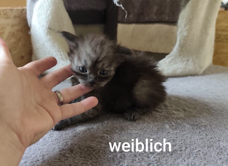 Main Coon Mix Kitten, halblanghaar