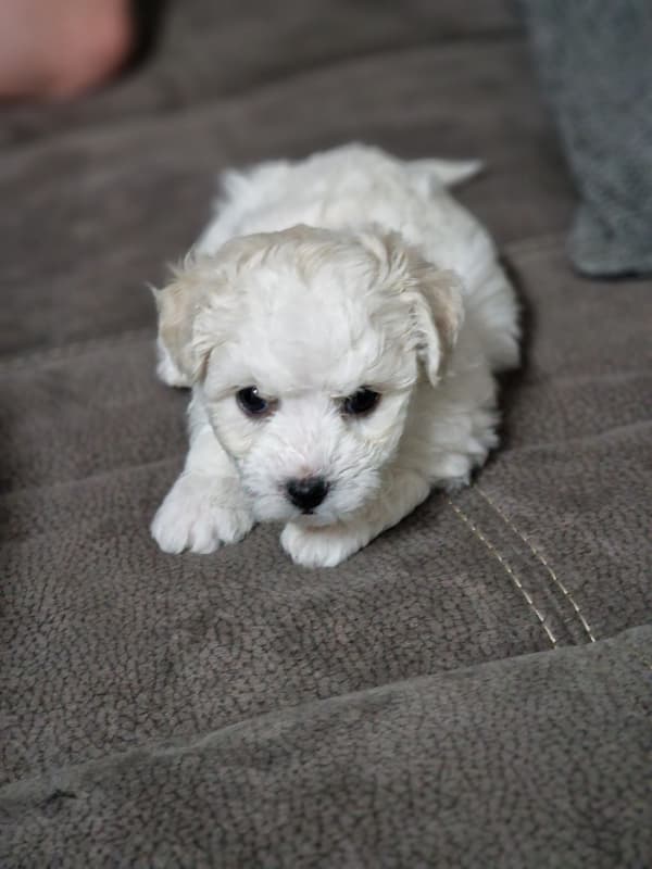 seltene Bichon Frise Welpen, nichthaarend,Allergikerfreundlich