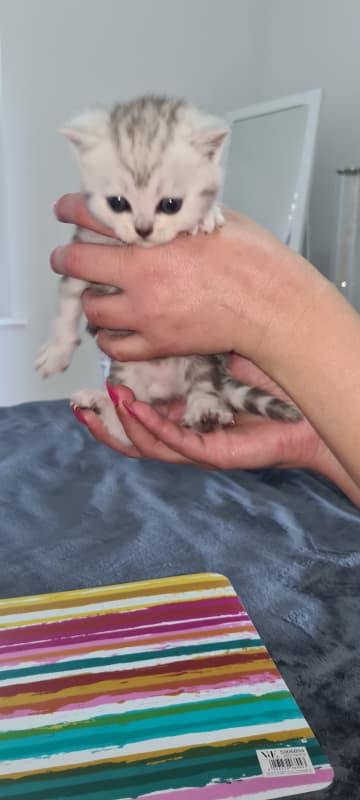 bkh kitten