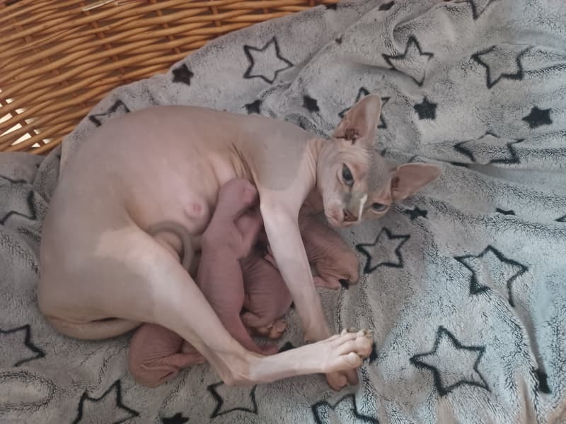 Sphynx canadian babys