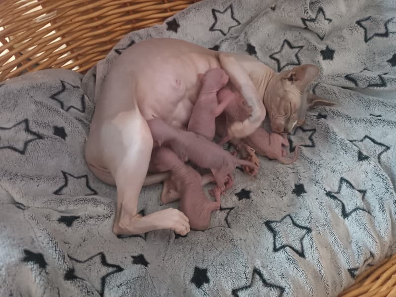Sphynx canadian babys