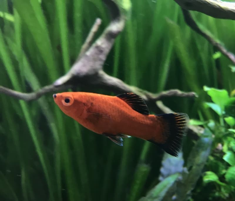 Wunderschöne Wagtail- Platy Babys abzugeben