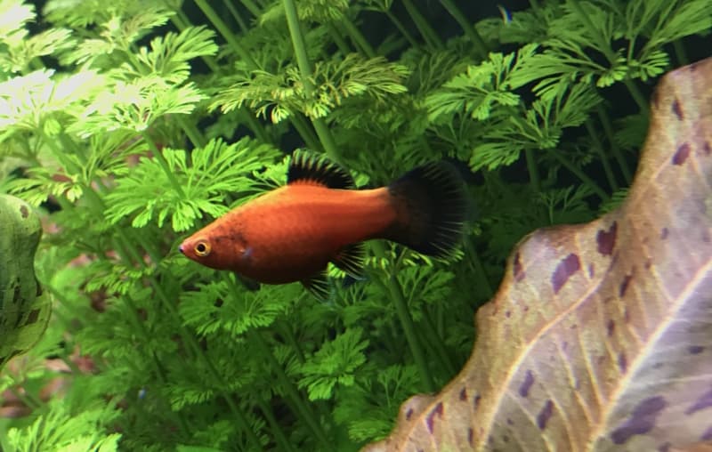 Wunderschöne Wagtail- Platy Babys abzugeben