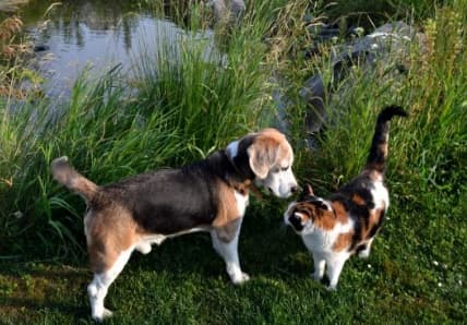 Tierservice für Hunde, Katzen, Nager und Reptilien