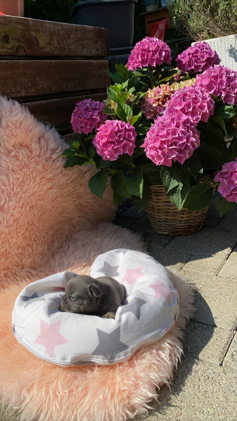 Französische Bulldoggen Welpen