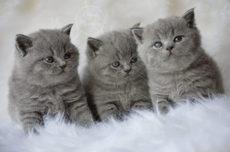 NEW! Manifique Bébés British-shorthair pur race