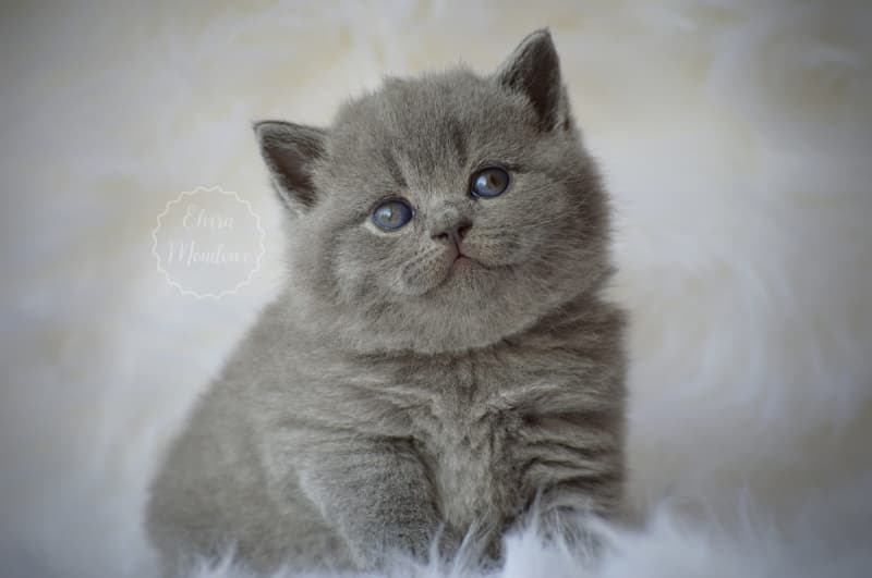 NEW! Manifique Bébés British-shorthair pur race