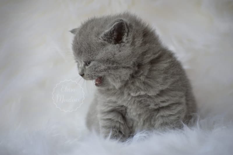 NEW! Manifique Bébés British-shorthair pur race