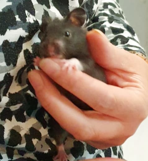 Süsser samtiger Goldhamster