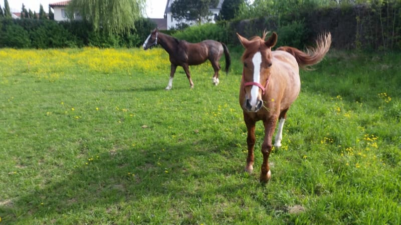 Reitbeteiligung auf Kleinpferd Nähe Basel ÖEV Anschluss