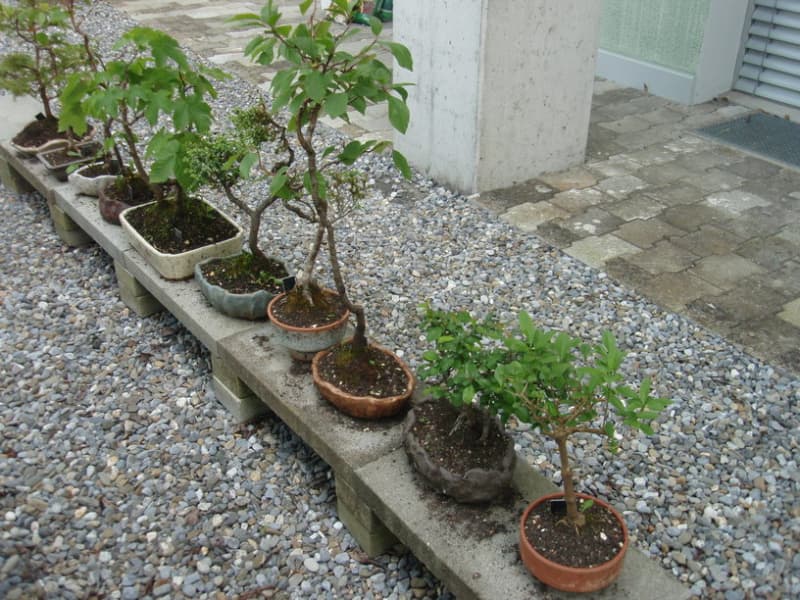 10 Outdoors Bonsais