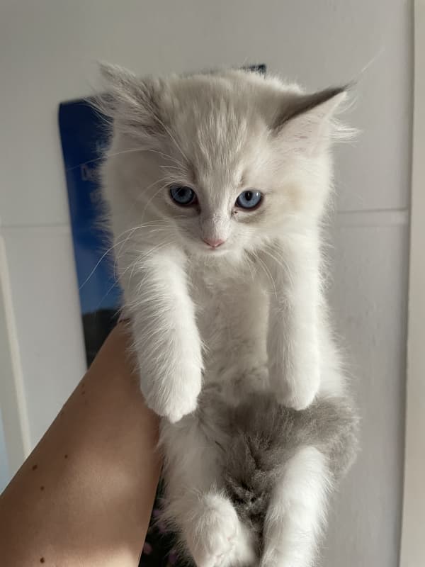 Süsse Ragdolls Kinder