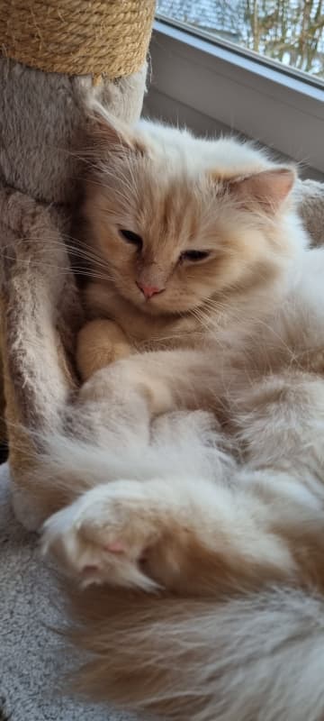 Gesucht: Birma Deckkater in crème tabby/point o.Ä.
