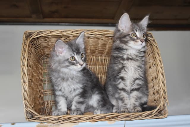 Süsse Maine Coon Kitten abzugeben